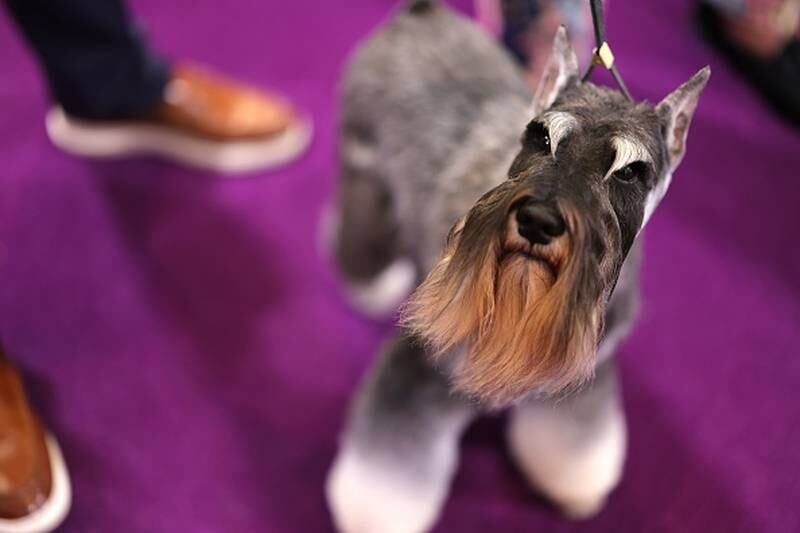 Westminster Kennel Club
