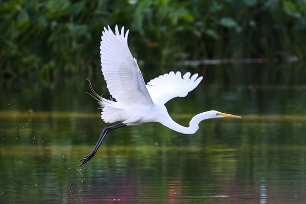 Egrets die, hatchlings fall from trees during Texas fireworks show