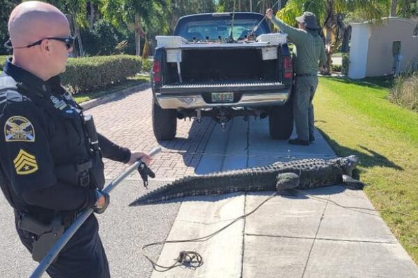 ‘See ya later Alli-gator’: Police help wrangle a 10 foot long, over 400 pound alligator in Florida