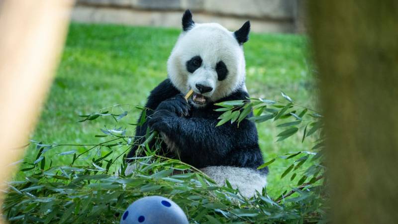 Panda sitting in grass eating.
