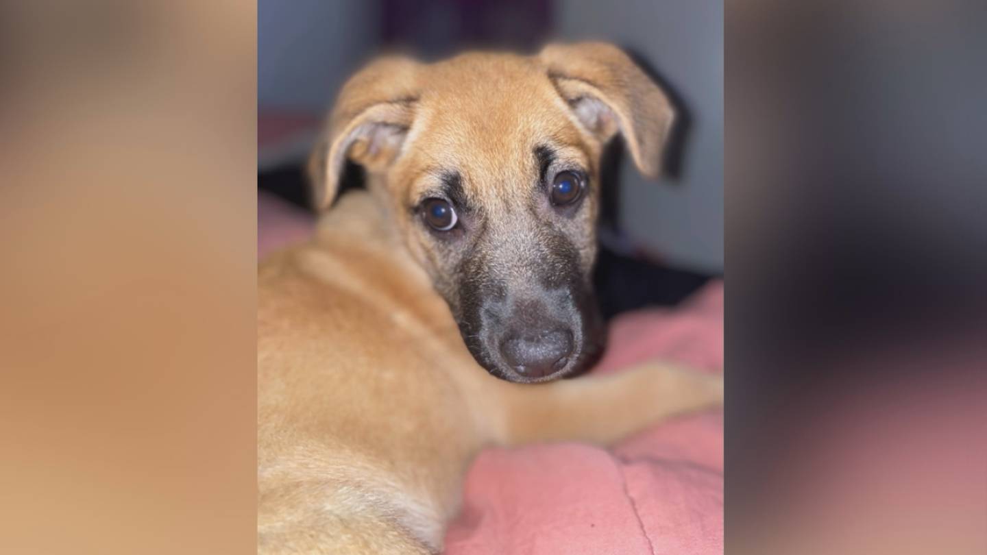 Tulsa woman says Sapulpa Animal Shelter lost her dog – Mix  Tulsa