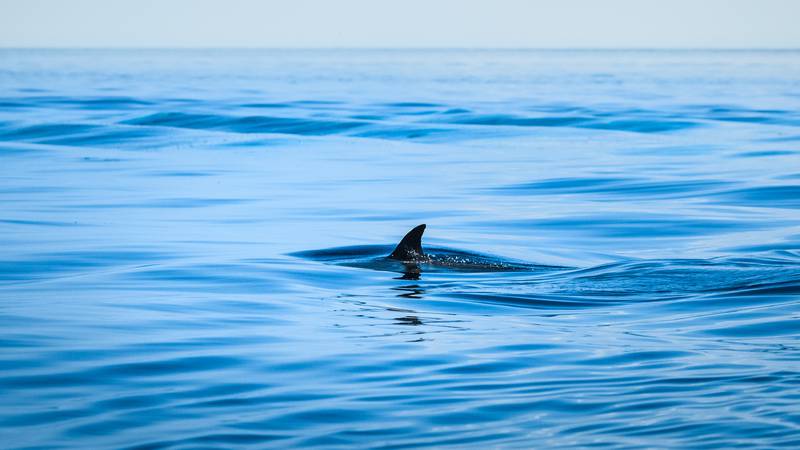 Fin of a shark in the high sea