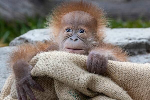 Baby orangutan born at San Diego Zoo weeks after father Satu’s death