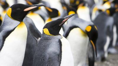 Picky penguins at Japanese aquarium unhappy about cheaper fish