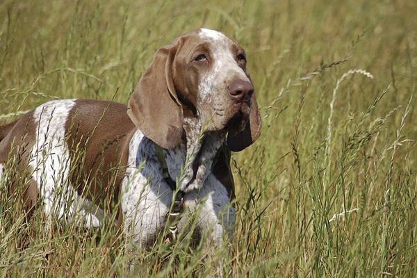 New breed, bracco Italiano, added to American Kennel Club roster