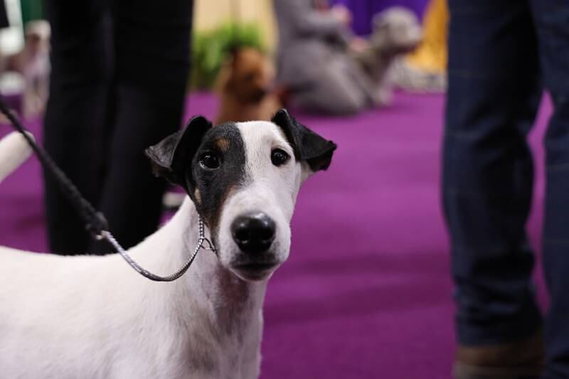 Westminster Kennel Club