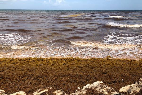 What is sargassum, the 5,000-mile-long mat of seaweed heading toward Florida?